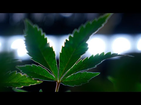 President Trump says he's considering an executive order to reclassify marijuana