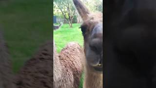 preview picture of video 'Baby llamas in Tasmania Australia'