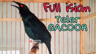 Download lagu Pancingan cucak Keling biar bunyi dan gacor mp3