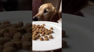 Genius Ways to Stop Your Dog from Eating Cat Food