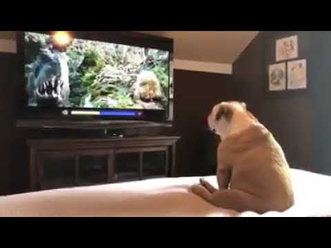 dog funny moments