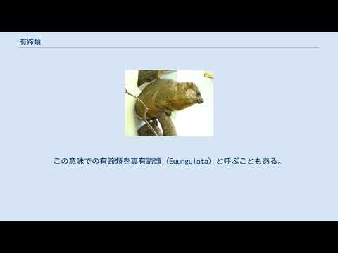 有蹄動物 - 意味、特徴、例