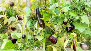 আজকে নিয়ে আসলাম আপনাদের মাঝে আমার শখের বাগানের বেগুন গাছের ভিডিও। মাশাআল্লাহ আলহামদুলিল্লাহ ❤️🥰