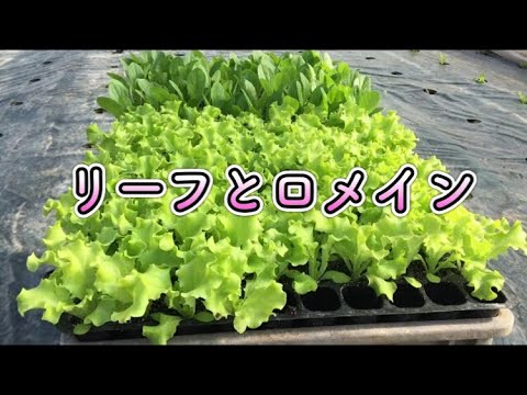 ロメイン・レタス 植物