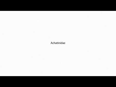 Achatinidae PRONUNCIATION
