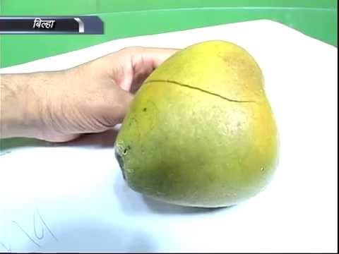 Bael Ka Phal Amazing Bael Fruit