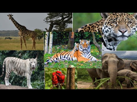 Amazing Wildlife of Botswana - Nature Documentary Film ( with music )