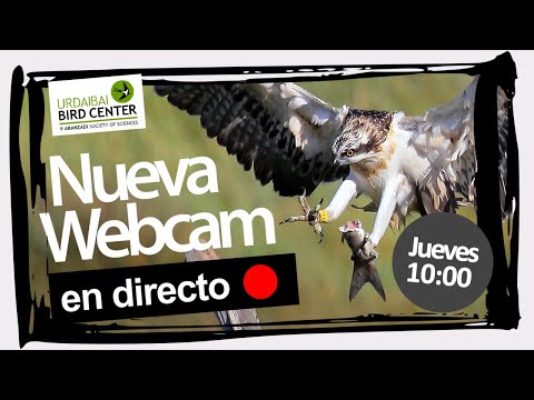 Estreno nueva webcam Águila pescadora en 🔴DIRECTO - Urdaibai  | 08-04-2021
