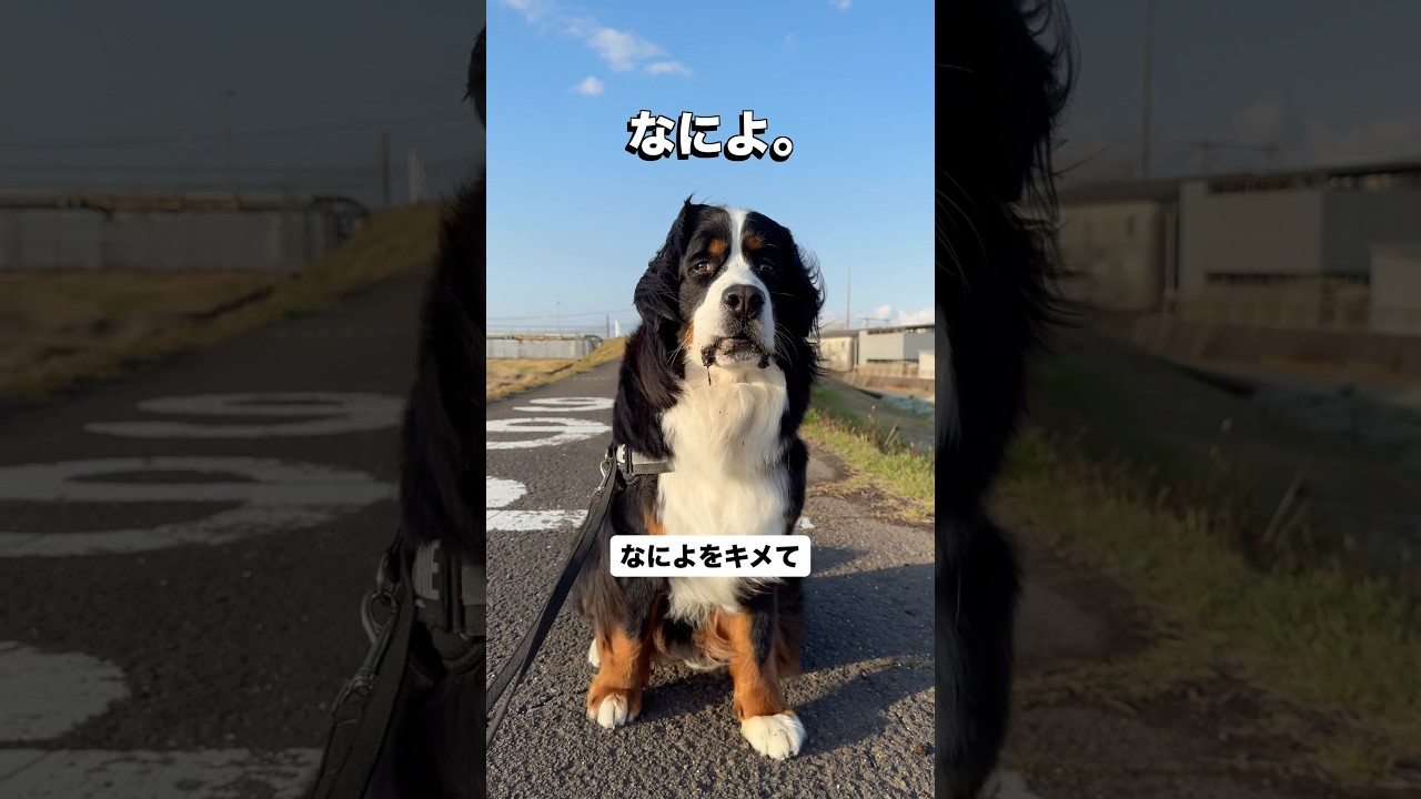 春だね🌱 #バーニーズマウンテンドッグ #なによ