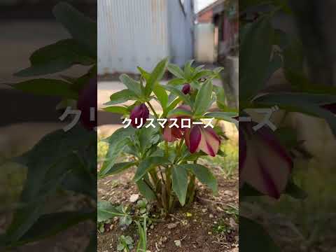 鉢植えのクリスマスローズを失敗せずに管理するには？覚えておくべきベストプラクティスは次のとおりです  庭園