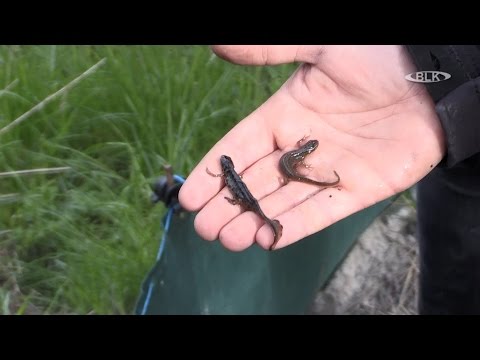 Tagebau Mibrag Umsetzung Amphibien Lurche Dr. Peter Jolas Umweltschutz Geotechnik Annett Bellmann