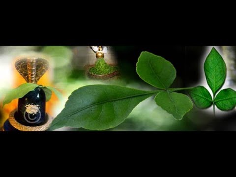 download lagu mp3 mp4 How To Offer Bel Patra On Shivling, download lagu How To Offer Bel Patra On Shivling gratis, unduh video klip How To Offer Bel Patra On Shivling