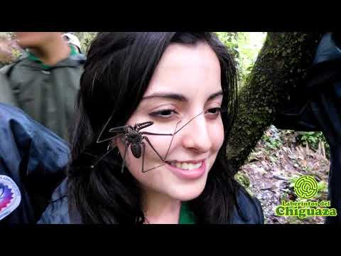 Video 7