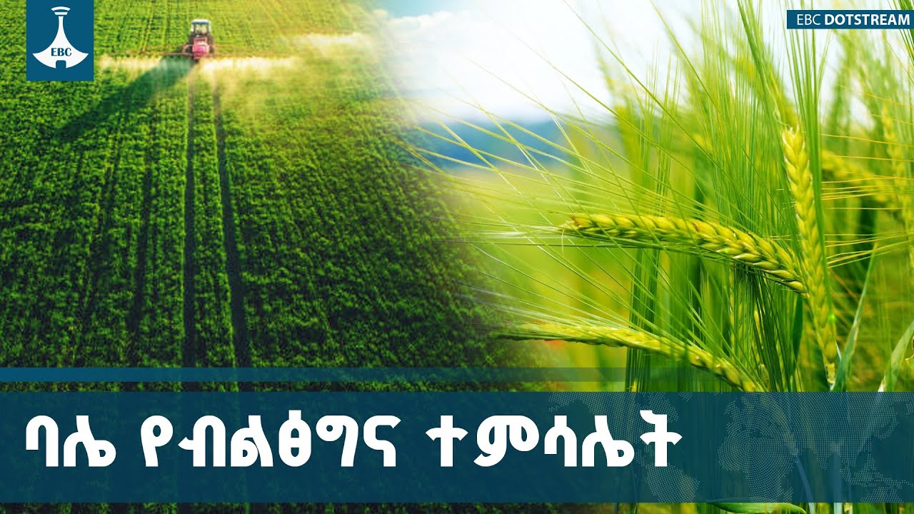 ከፍጆታ ያለፈው የስንዴ ምርታማነት በባሌ ዞን ETV | EBC | EBCDOTSTREAM