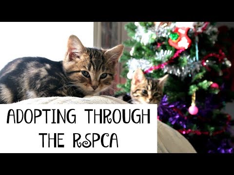 WHAT'S IT REALLY LIKE TO ADOPT KITTENS THROUGH THE RSPCA | Part 1