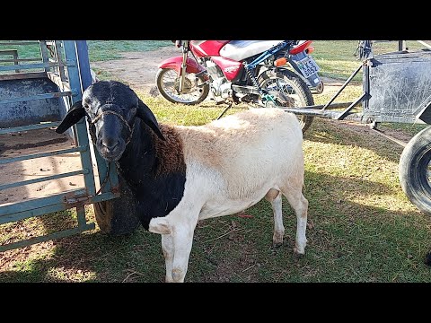 Feira de caprinos e ouvinos de Afogados da ingazeira P E dia 25/04/26