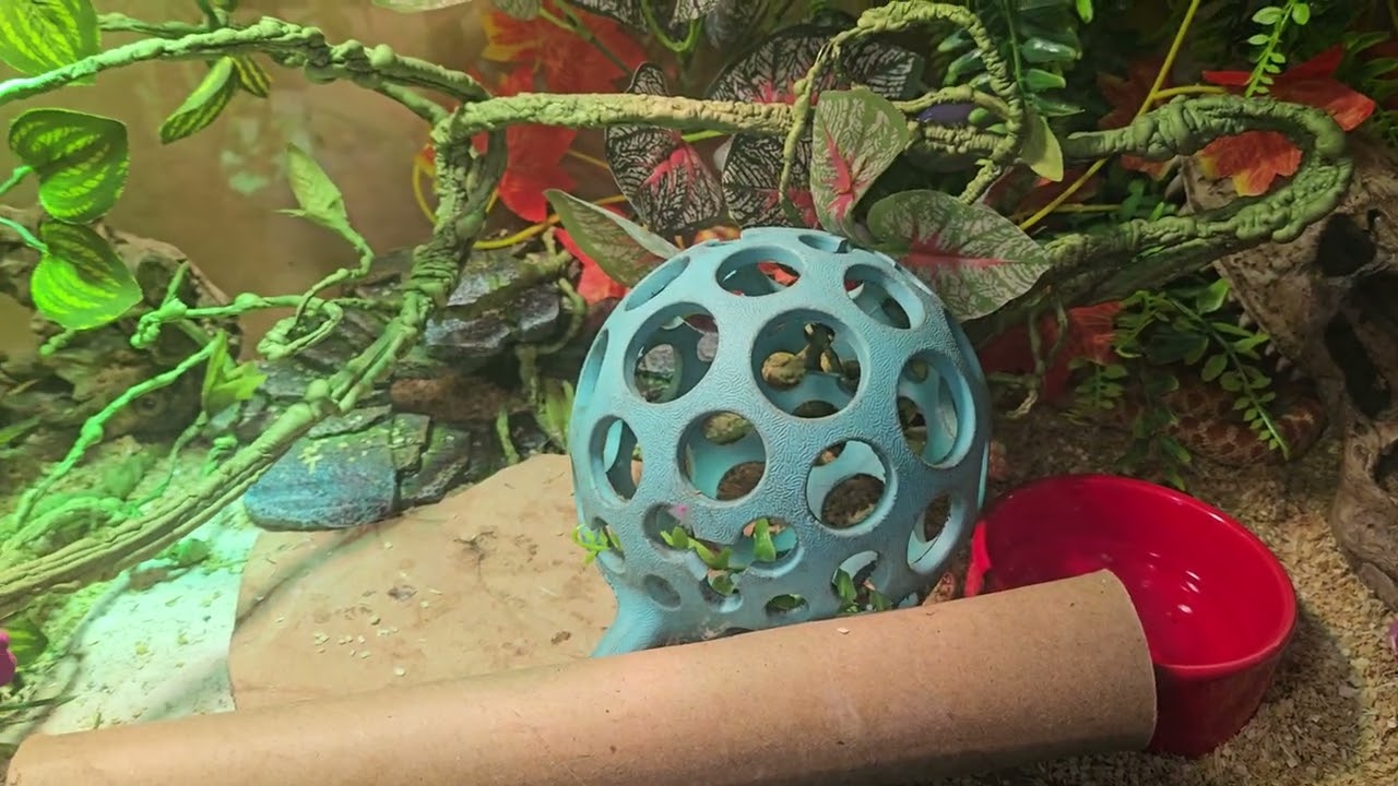Glass Enclosures for Hognose
