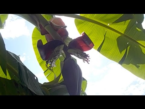 園芸 バナナの低木