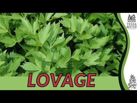 LOVAGE Information, Description & More! (Levisticum officinale)