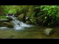 Healing Nature Sounds River Flow And Birdsong For Calm Sleep Focus And Stress Relief