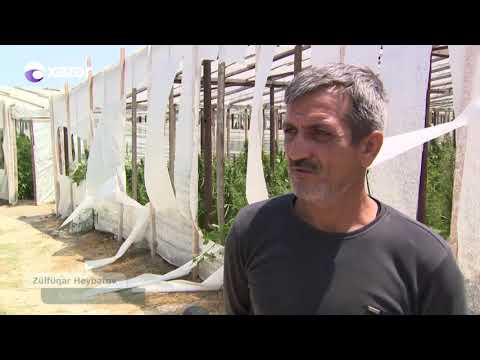 Polis 15 tondan artıq narkotiki dövriyyədən çıxarıb, tutulanlar var