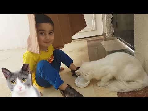 Subhan Cat | Cat  Drinking milk | Angry Cat