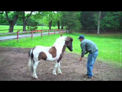 Pony for Lease in Lincoln, MA