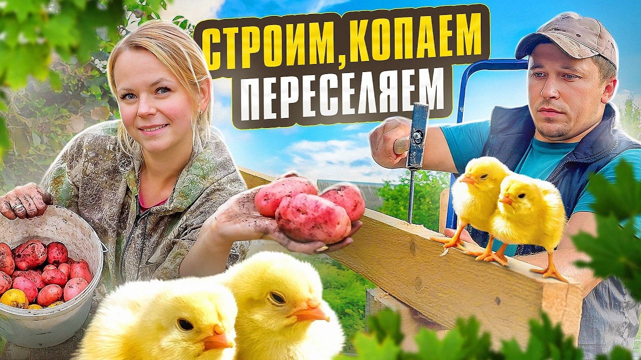 МОЛОДАЯ КАРТОШКА И ПЕРВАЯ ГОЛУБИКА! ПЕРЕСЕЛЯЕМ ЦЫПЛЯТ И СТРОИМ ИЗ ДЕРЕВА ТЕР