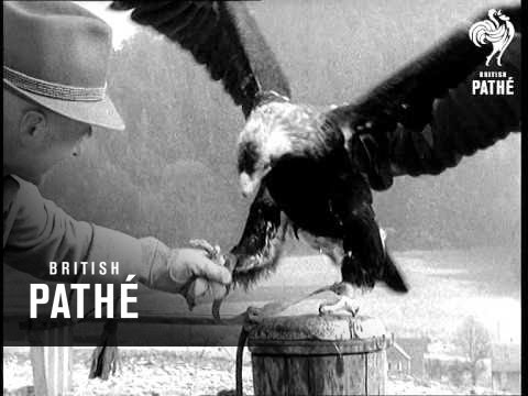 German Eagle Aka Eagles Tamed (1956)