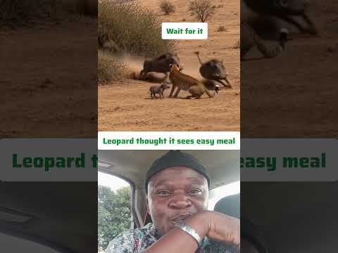 Leopard Caught Baby Kasongo... But the Parents Pulled Off an Incredible Escape! 😂🐗 #funny #shorts
