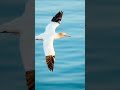 My Best Gannet Photos Wildlifephotography Nature Shorts