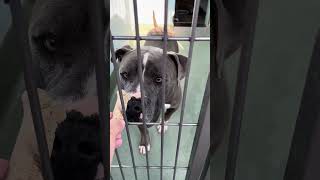 Video preview image #1 Mutt Puppy For Sale in Pasadena, CA, USA