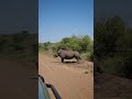 Rhino Poop Hygiene