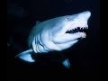 Shark Reef Aquarium - BBC Review / Interview ...