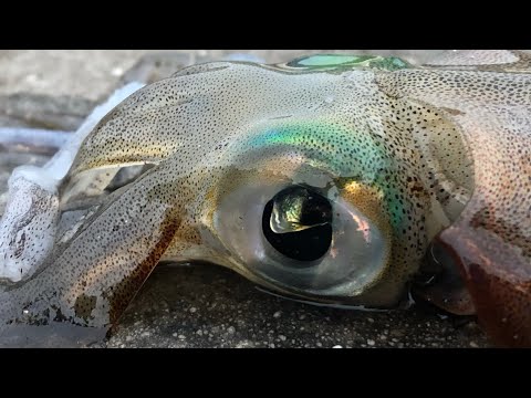 SIMPLE EASY & EFFECTIVE SQUID FISHING  - NIGHT & DAY - SQUID FISHING TIPS & CHALLENGE - TRIFECTA 