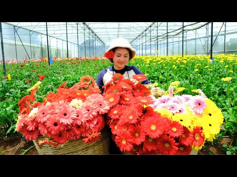 Harvesting Gerbera flower & Goes To Market Sell - Cooking, Farm, Gardening, Daily Life, Tieu Lien