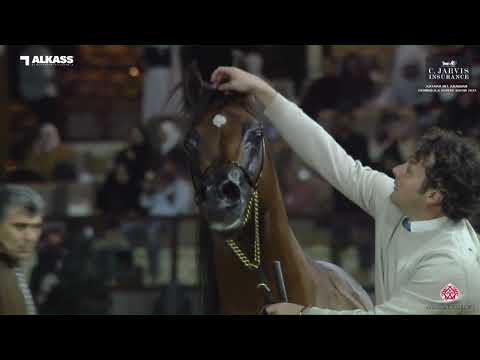 N.164 ASAYEL RASHIQ - Katara Int. Arabian Peninsula Horse Show 2023 - Stallions 7+ Years Old (Cl...