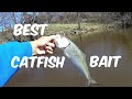 Loading Up On The BEST Catfish Bait | How To Catch Skipjack Herring