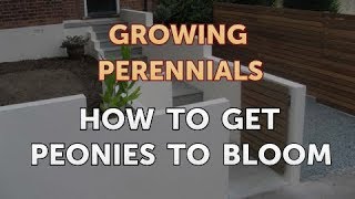 How to Get Peonies to Bloom