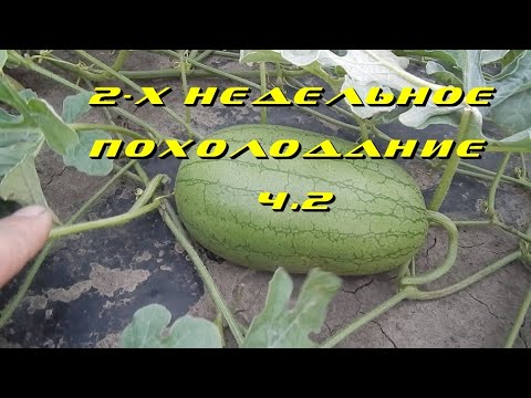 Подвой для арбузов и дынь. Подвой арбуза на лагенарию. Семена подвоя для дыни алиэкспресс. Подвой для арбузов и дынь. Подвой для арбузов и дынь.