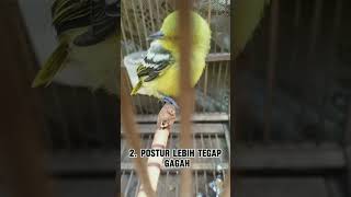 Download lagu 3 CIRI AKURAT ANAKAN SIRTU JANTAN #shorts #shortvideo #subscribe #cipoh #sirtujantan mp3 Download lagu 3 CIRI AKURAT ANAKAN SIRTU JANTAN #shorts #shortvideo #subscribe #cipoh #sirtujantan mp3