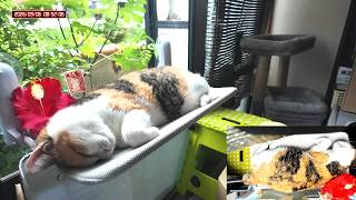三毛猫フミちゃん  LIVE配信  2026年9月6日　calico cat　(LIVE stream)