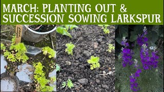 MARCH: planting out my overwintered larkspur, talking larkspur and succession sowing Larkspur