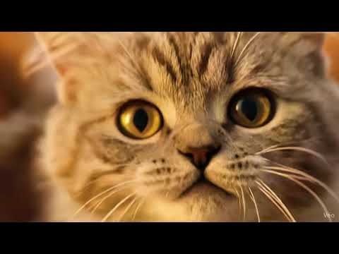 Cat Names & Photos - NameMyCat