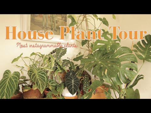 , title : '30+ Very Rare House Plant Tour [ Monstera Adansonii, Alocasia Black Velvet..  ]'
