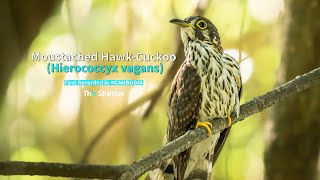 Spotted in CAMBODIA: Moustached Hawk-Cuckoo (Hierococcyx vagans)