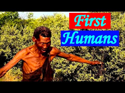 The Emergence of Homo Sapiens: The African Origins of Humans
