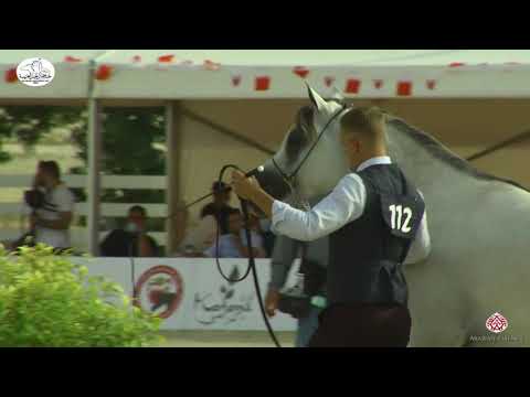N 112 AA PRINCE   Bahrain National Day 2020   Colts 3 Years Old Class 8A
