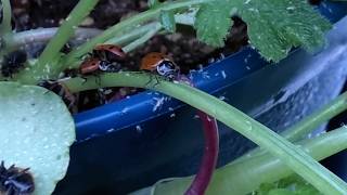 February Garden/Houseplant Tour & Dealing With a New Problem