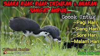 Download lagu Suara Pikat Indukan Dan Anakan Burung Ruak Ruak. TerUji Sangat Ampuh 100% pikat ruak ruak terbaik mp3